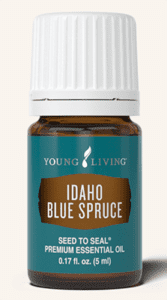 Idaho Blue Spruce