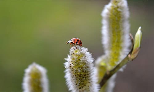 Read more about the article Environmental and Dietary Sensitivities – No problem