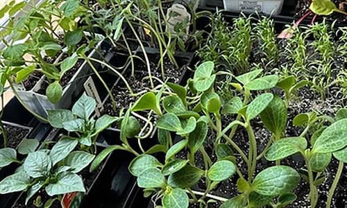 Read more about the article A Bug Free Summer Please … with Essential Oils!