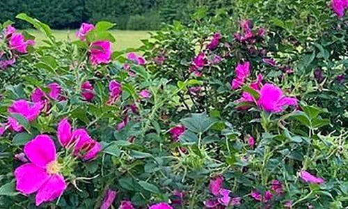 Read more about the article Revitalize Your Summer: Boost Your Energy with AminoWise!