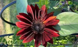 A New YL Convention Product And…Gratitude Alignment!