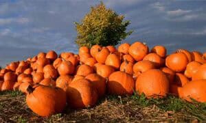 Pumpkin Spice Fever Has Officially Arrived! Fall in love with it!